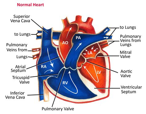 normal right heart circulation chart